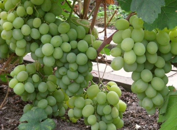 Сорта винограда для Ростовской области с фото и описанием