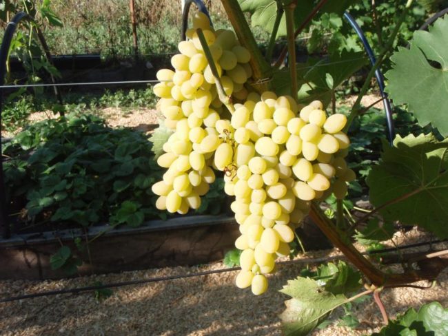 Две крупные грозди винограда Триумф с овальными ягодами желто-белого цвета