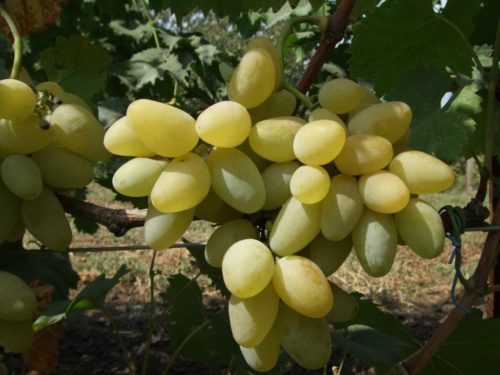 Виноградная гроздь столовой формы Валентина с удлиненными ягодами в начале окрашивания
