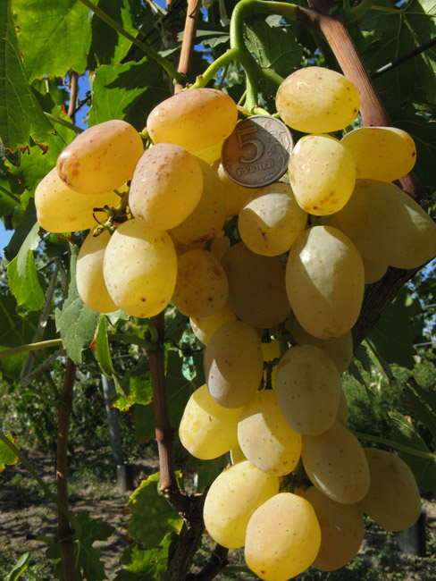 Гроздь винограда сорта Валентина с плодами золотисто-желтого цвета