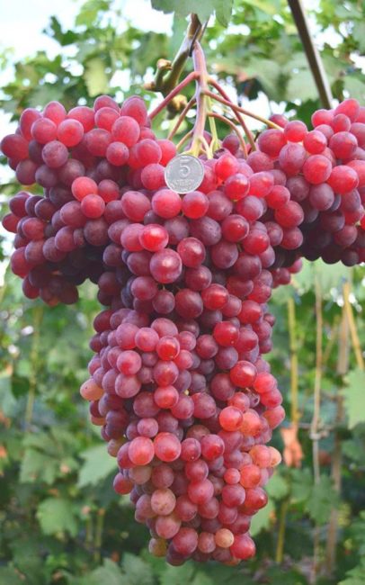 Крупная вызревшая гроздь винограда Велес и монетка