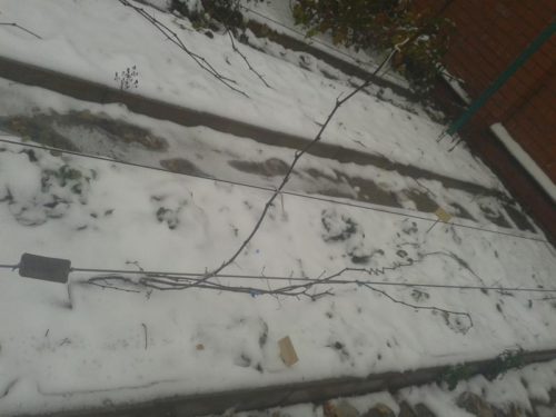 Виноградная лоза на шпалере в начале зимы и белый снег на земле