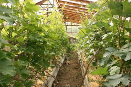 Кусты винограда произрастают в теплице