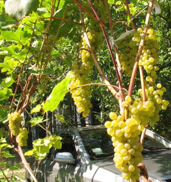 Виноградная лоза на арочной шпалере с гроздьями созревающих ягод