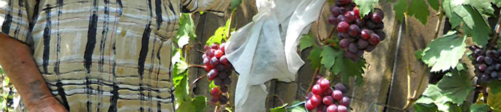 Плоды сорта винограда Воевода на кусте рядом с человеком