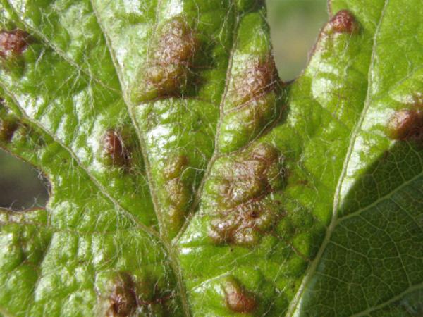 Виноградный лист с буро-коричневыми вздутиями, характерными для войлочного клеща 