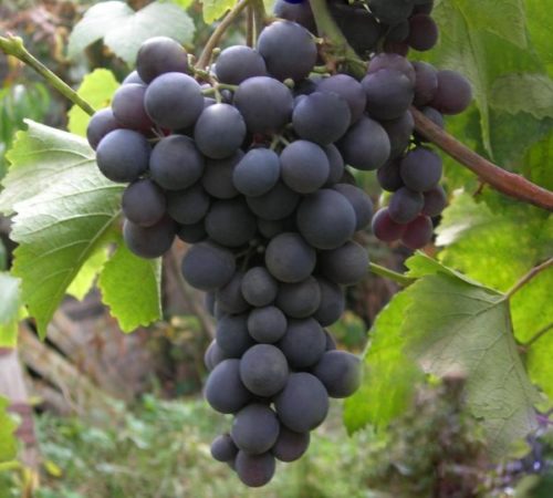 Крупная кисть гибридного винограда Восторг Черный с плодами темно-синего цвета