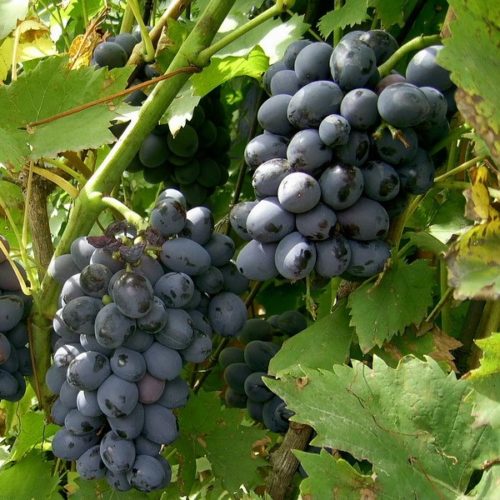Грозди спелого винограда гибридного сорта Восторг Черный
