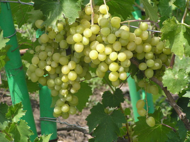 Грозди винограда Восторг во время созревания на лозе