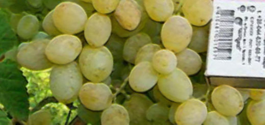 Спелые плоды винограда Восторг вблизи и спичечный коробок