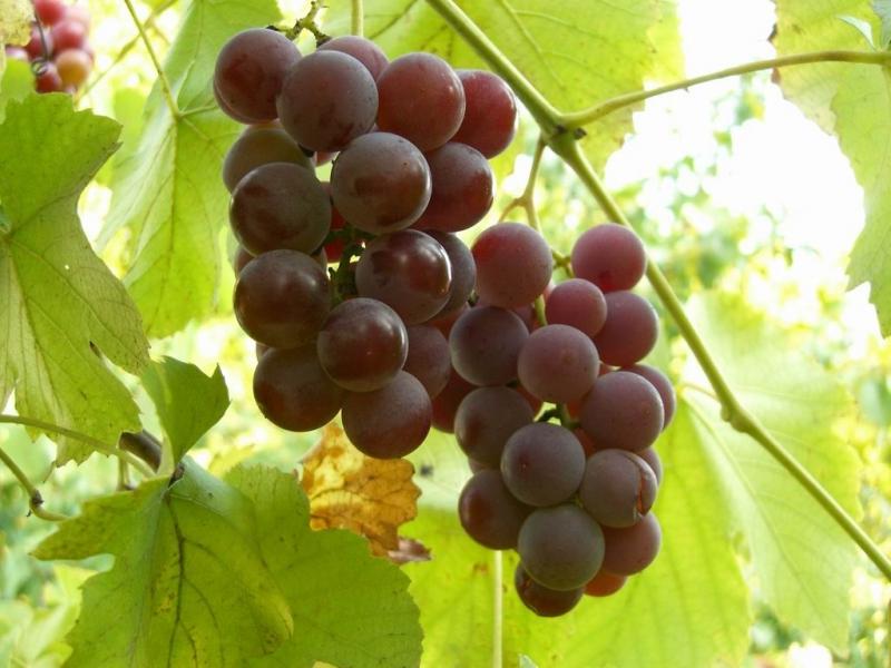 Виноград Лидия: описание сорта, фото и урожайность