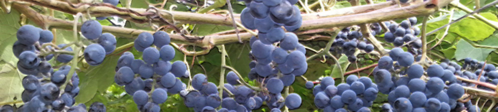 Спелые плоды винограда Зилга кисти на кусте