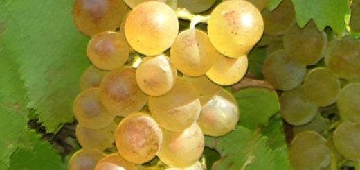 Спелая гроздь винограда сорта Бианка