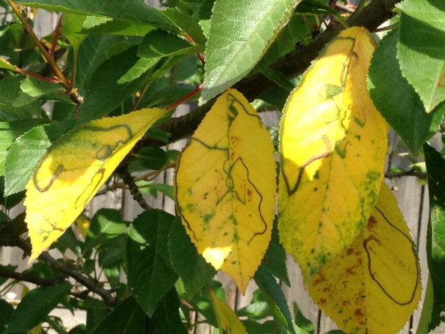 Больные листья черешни желтого цвета с зеленоватыми прожилками