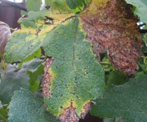 Симптомы поражения винограда ложной мучнистой росой