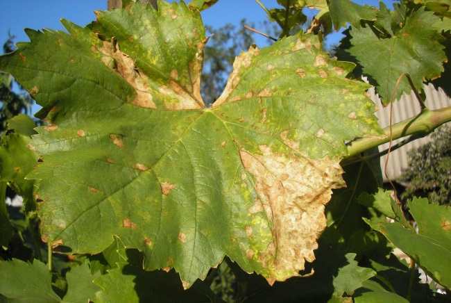 Лист столового винограда гибридного сорта с засыхающими краями