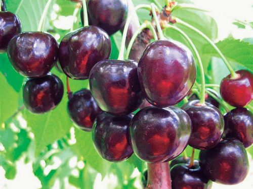 Плоды черешни сорта Радица темно-красного окраса