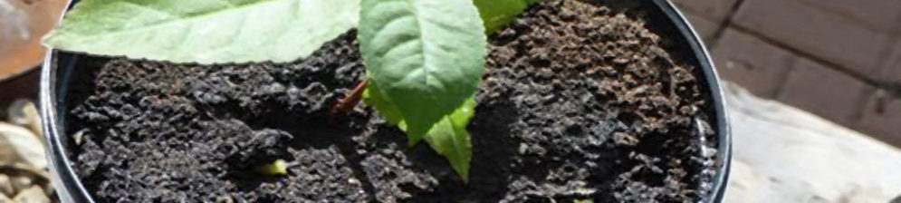 Росток черешни выращенный из косточки в горшке цветочном