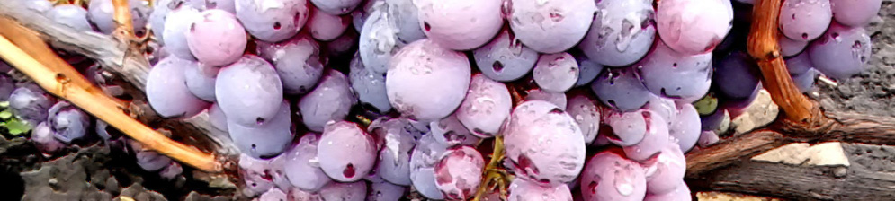 Спелые и собранные плоды винограда сорта Фараон в каплях росы