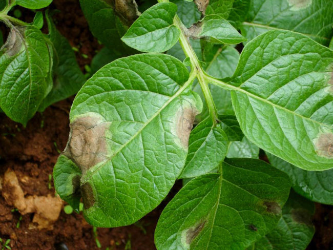Листья картофеля с темно-бурыми пятнами от фитофтороза