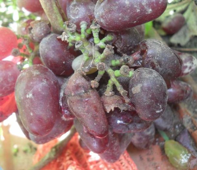 Растрескавшиеся виноградины сорта Ромео после продолжительных дождей