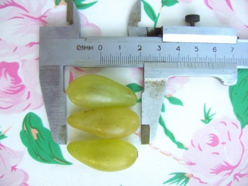 Размер ягод винограда столового сорта Голд Фингер и штангенциркуль