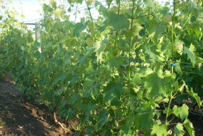 Куст винограда с зелеными побегами текущего сезона на проволочной шпалере