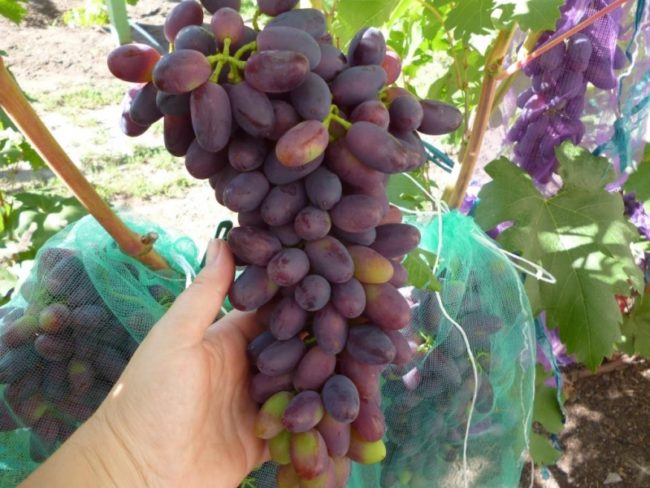 Кисть винограда сорта Памяти Дженеева с ягодами различной степени спелости