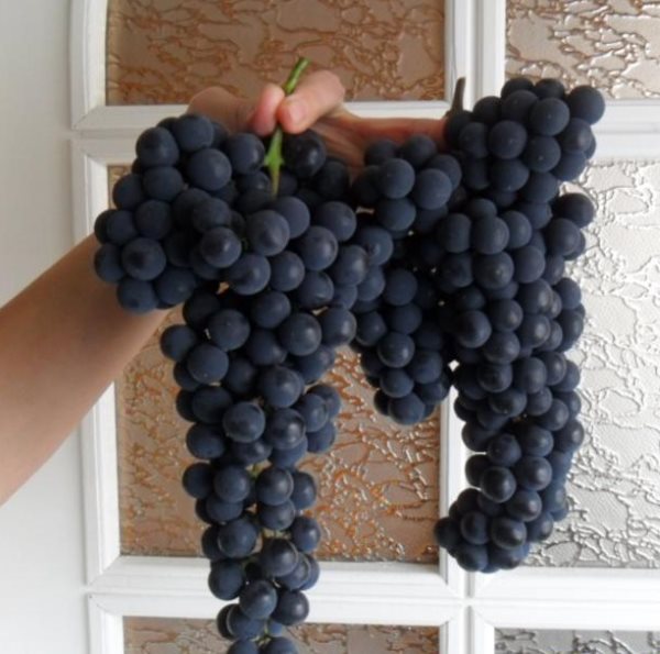 Две привлекательные грозди винограда Альфа в руке садовода