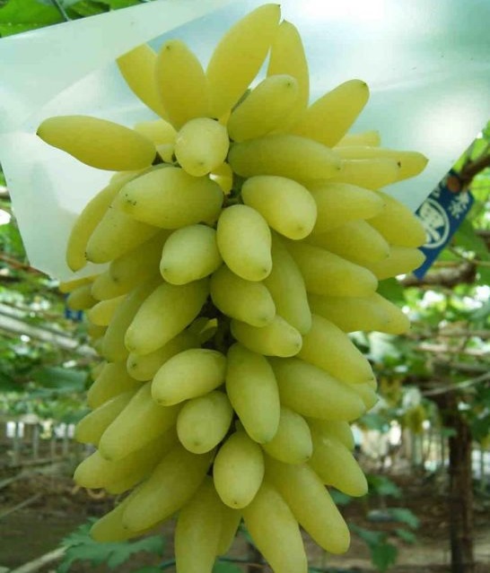 Крупная коническая гроздь винограда Голд Фингер с плодами типичной для сорта формы