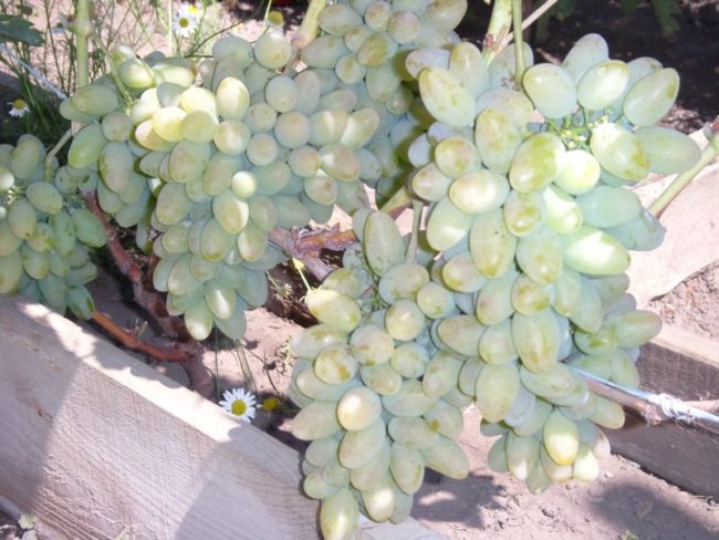 Кисти созревающего винограда на кусту гибридного сорта Тимур