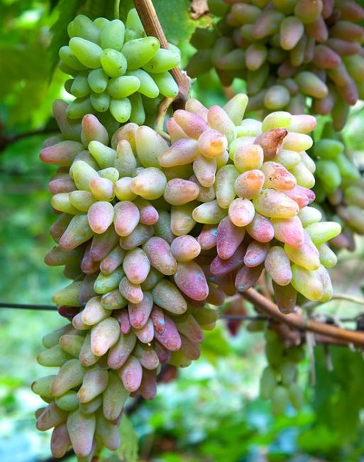 Плоды винограда с синими пятнами после профилактического опрыскивания раствором медного купороса
