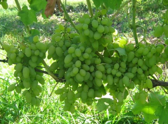 Грозди светло-зеленого винограда на ветках пятилетнего куста сорта Тимур