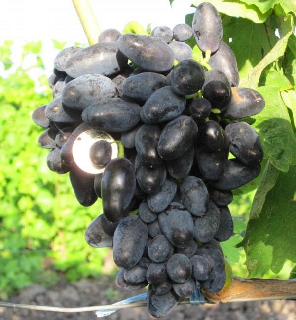 Гроздь среднего размера гибрида винограда Память Генеева и монета между ягодами