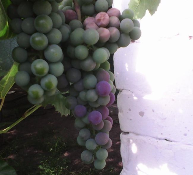 Гроздь винограда гибридного сорта Альфа со сгоревшими на солнце ягодами