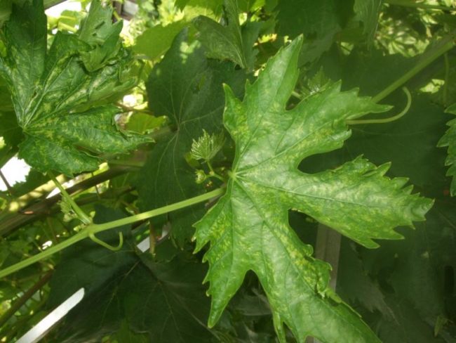 Виноградные листы с признаками поражения растения паутинным клещом