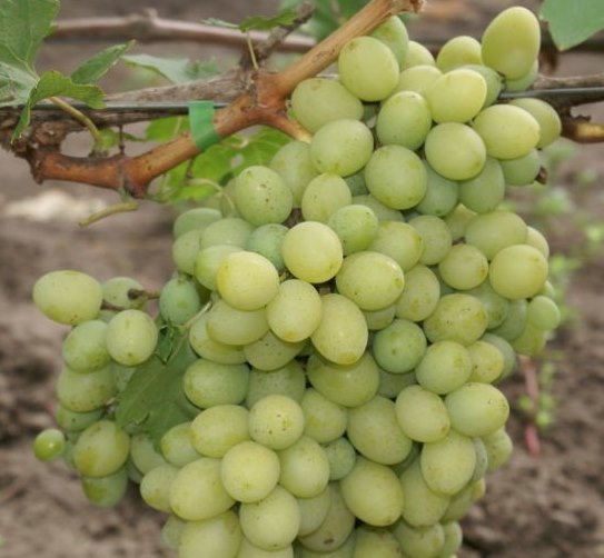 Большая гроздь гибридного десертного винограда Принцесса Ольга