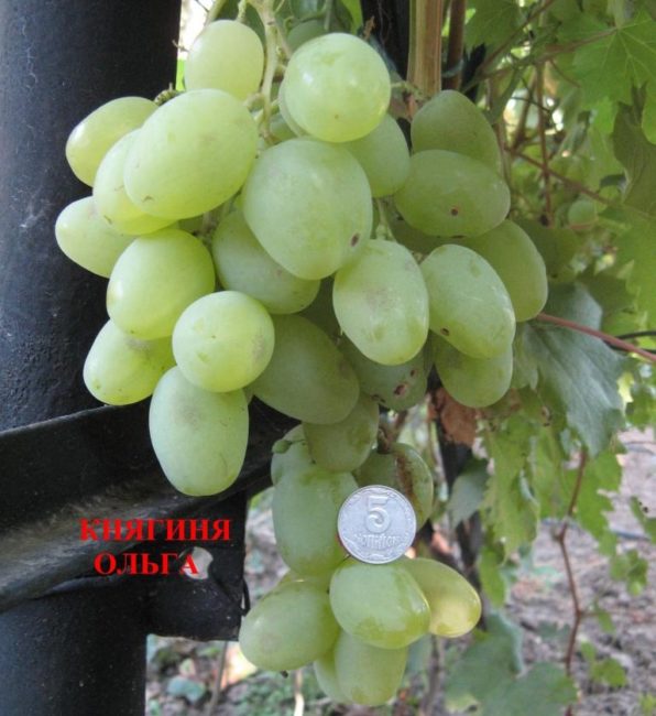 Гроздь гибридного винограда сорта Княгиня Ольга со светло-зелеными плодами