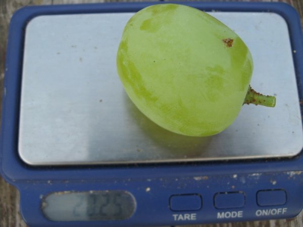 Крупный гибрид винограда Принцесса Ольга на карманных весах