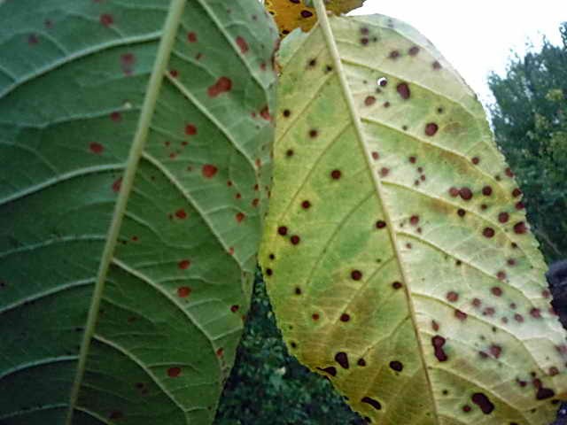 Листья черешни с небольшими красно-бурыми пятнышками вследствие поражения коккомикозом