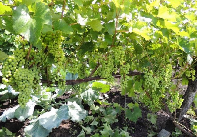 Трехлетний куст винограда гибридной формы Кишмиш Юпитер с гроздьями зеленых ягод