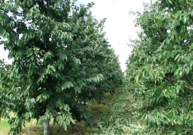 Ряды взрослых деревьев черешни и летнее прореживание кроны растений
