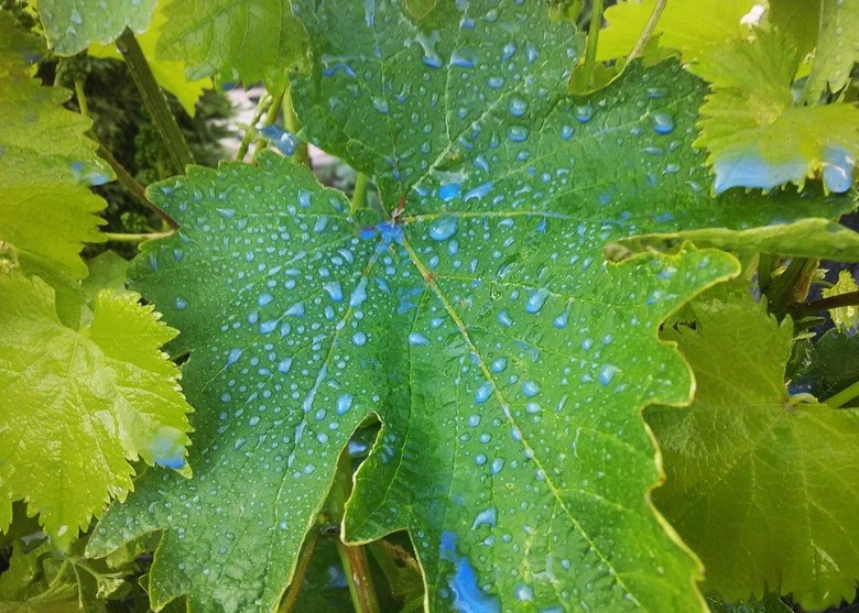 Медный купорос для винограда: обработка осенью, весной и летом. Разводим для опрыскивания черенков и виноградника