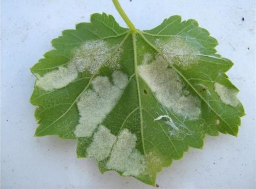 Обратная сторона виноградного листа с белесыми пятнами от мучнистой росы