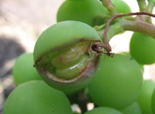 Треснутый плод винограда вследствие поражения растения оидиумом