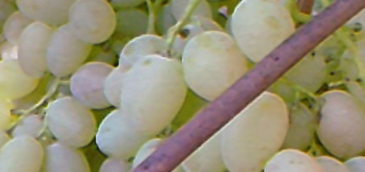 Спелые плоды винограда Княгиня Ольга