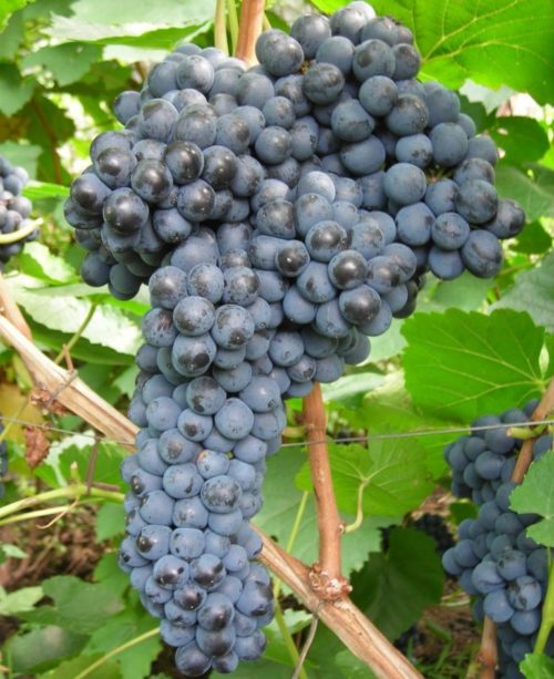 Крупная гроздь гибридного винограда сорта Памяти Домбковской