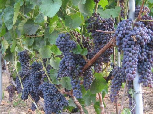 Виноградная лоза бессемянного винограда сорта Памяти Домбковской с гроздьями синих ягод