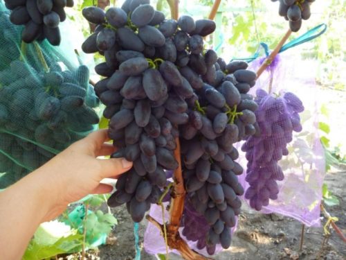 Спелые грозди винограда сорта Памяти Джененева с крупными ягодами