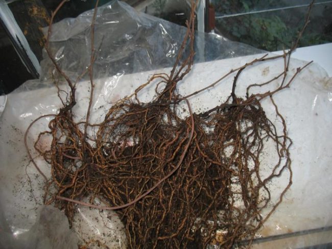 Сеянцы винограда с длинными корнями, выращенными по технологии гидропоники